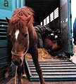 Horse being transported to slaughter