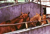 Horses being forced towards their own slaughter