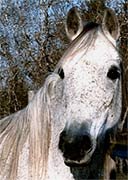 Jasmine, a adoptable horse living at the Habitat For Horses rescue sanctuary