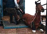 Horse being forced towards his own slaughter
